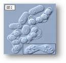 性行動中の分裂酵母たち：オスとメスの細胞は異性を見つけて融合し（右下）、4つの子孫細胞を作る。この性行動にはフェロモンによる刺激が必要（大阪市立大学の発表資料より）