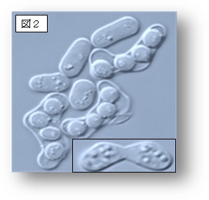 性行動中の分裂酵母たち：オスとメスの細胞は異性を見つけて融合し（右下）、4つの子孫細胞を作る。この性行動にはフェロモンによる刺激が必要（大阪市立大学の発表資料より）