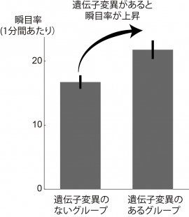 ニコチン受容体に関係する遺伝子CHRNA4のrs1044396という部位のシトシン（C）がチミン（T）に置換しているグループ（47名）では、そうでないグループ（57名）と比べて、3割も瞬目率が上昇していた（写真：大阪大学の発表資料より）