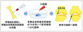 今回の研究成果の応用のイメージ（岡山大学の発表資料より）