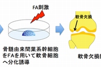 今回の研究成果の応用のイメージ（岡山大学の発表資料より）