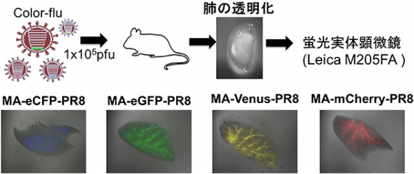 今回の研究では、マウスにそれぞれ異なるＣｏｌｏｒ－ｆｌｕを感染させて、肺を摘出し、試薬で肺を透明にした。蛍光実体顕微鏡を用いて蛍光たんぱく質を発現するウイルス感染細胞の分布を観察したところ、それぞれの蛍光たんぱく質を発現する感染細胞が気管支に沿って広がっていることが確認できた（東京大学の発表資料より）