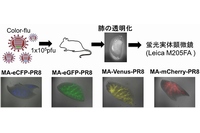 今回の研究では、マウスにそれぞれ異なるＣｏｌｏｒ－ｆｌｕを感染させて、肺を摘出し、試薬で肺を透明にした。蛍光実体顕微鏡を用いて蛍光たんぱく質を発現するウイルス感染細胞の分布を観察したところ、それぞれの蛍光たんぱく質を発現する感染細胞が気管支に沿って広がっていることが確認できた（東京大学の発表資料より）