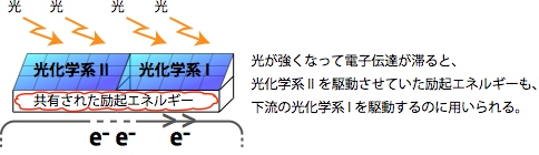 今回の研究で明らかになった大きな光化学系のイメージ（北海道大学の発表資料より）