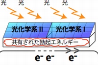 今回の研究で明らかになった大きな光化学系のイメージ（北海道大学の発表資料より）