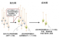 今回の研究で成体神経幹細胞を作りだす元となる細胞（胎生期における起源細胞）が明らかになった（写真：東京大学の発表資料より）