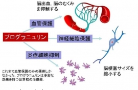 プログラニュリンを活用することの効果を示すイメージ図（新潟大の発表資料より）