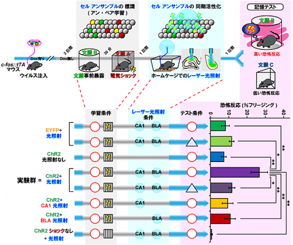 今回の研究の概要を示す図。扁桃体BLAと海馬CA1にChR2－EYFPあるいはEYFPが導入されたc－fos：：tTA遺伝子改変マウスにアン・ペアのCPFE課題を与えた。その学習時にOFF DOXとして、活動した神経細胞（緑、赤、黄色）のみをChR2－EYFPあるいはEYFPで標識した。翌日マウスがホームケージでくつろいでいるときに、レーザー照射でそれらの神経細胞群を同期活動させた。記憶テストでは、ChR2－EYFPが導入され、CA1とBLA共にレーザー照射を受け、かつテストで丸い箱に入れられたマウスだけが高い恐怖反応を示した（富山大学の発表資料より）