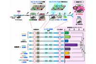 今回の研究の概要を示す図。扁桃体BLAと海馬CA1にChR2－EYFPあるいはEYFPが導入されたc－fos：：tTA遺伝子改変マウスにアン・ペアのCPFE課題を与えた。その学習時にOFF DOXとして、活動した神経細胞（緑、赤、黄色）のみをChR2－EYFPあるいはEYFPで標識した。翌日マウスがホームケージでくつろいでいるときに、レーザー照射でそれらの神経細胞群を同期活動させた。記憶テストでは、ChR2－EYFPが導入され、CA1とBLA共にレーザー照射を受け、かつテストで丸い箱に入れられたマウスだけが高い恐怖反応を示した（富山大学の発表資料より）