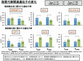 週250分以上の中高強度身体活動を行なうと、末梢単核球において、脂肪酸代謝関連因子のうち、脂肪酸合成に関与するSREBP1cの発現は減少した一方、脂肪酸分解に関与するCPT1の発言は増加した（筑波大学の発表資料より）