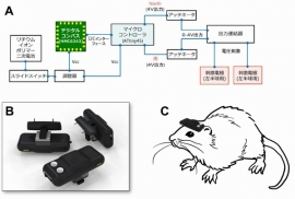 （A）磁気センサー脳チップの配線図。デジタル磁気センサーに能刺激電極2本を接続した。（B）磁気センサー脳チップの外観。（C）ラットの頭部に装着したイメージ図。大きさは長さ25mm、幅10mm、厚さ9mm、重量は2.5g（東京大学の発表資料より）