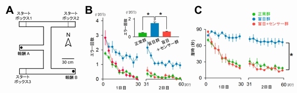 今回の実験で実施した迷路課題と結果を示す図。（A）ラットは30秒間の大気後、スタートボックス1、2、3のいずれかから出発し、90秒以内に2つの餌（報酬A、B）の両方を食べなければならない。（B）2つの餌に到達する前に餌のないアームに間違えて入った回数。盲目群（目の見えないラット）と比べて正常群（目の見えるラット）と盲目＋センサー群（センサーを埋め込んだ目の見えないラット）は間違えた回数が有意に少なかった。横軸は訓練回数。（C）2つの餌に到達するまでの時間。盲目＋センサー群は正常群に匹敵する早さで餌にたどりついた（東京大学の発表資料より）