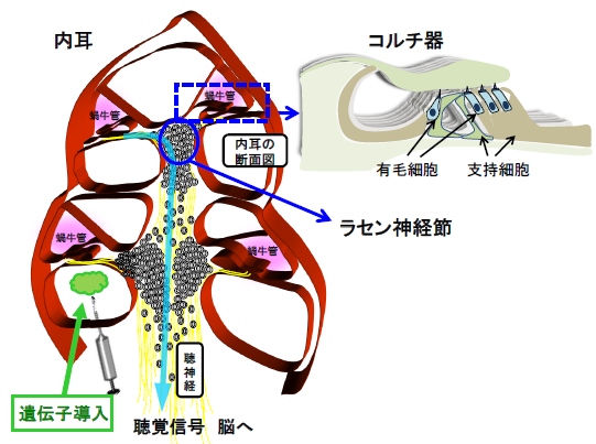 内耳とコルチ器の構造。蝸牛管に存在するコルチ器には音を感じとるセンサー細胞である有毛細胞とそれを支えている支持細胞によって立体構造を形成している。有毛細胞からの聴覚信号はラセン神経節、聴神経を経由して脳に伝わる（順天堂大学の発表資料より）