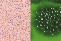 一見無関係な全く大きさが異なる2つの現象 — ナミブ砂漠のフェアリーサークル（左）と顕微鏡下でなければ見えない皮膚細胞（右）の配置は、奇妙に似通ったパターンを共有しているように見える（写真提供：OIST）