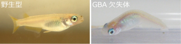 GBA欠失メダカは腰が曲がった姿勢を示す（京都大学の発表資料より）