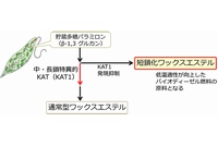 今回の研究の概要を示す図（大阪府立大学などの発表資料より）