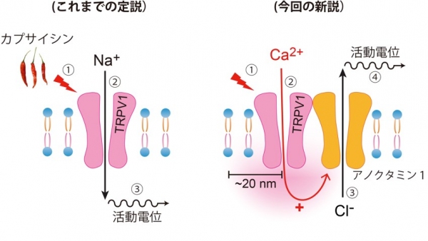 カプサイシンによる痛みメカニズムの定説と今回の研究で分かった新説（生理学研究所の発表資料より）