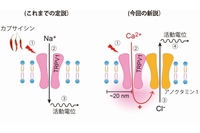 カプサイシンによる痛みメカニズムの定説と今回の研究で分かった新説（生理学研究所の発表資料より）