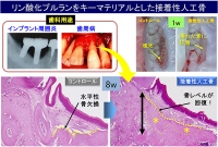 リン酸化プルランをキーマテリアルとした歯科用人工骨の治療効果（動物実験結果）。リン酸カルシウム顆粒や臨床で行われている歯周治療法を施しても、コントロール（未使用）の場合と同様に歯槽骨の回復は困難だが、リン酸化プルラン含有人工骨を用いると、黄色ラインの広範囲にわたって骨が新生している（黄星印）。8週間後の時点で、歯槽骨はほとんどもとの高さまで回復した（北海道大学などの発表資料より）