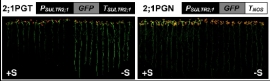 SULTR2;1の遺伝子下流域をもつ植物（左）ともたない植物（右）を硫酸イオンを十分含む培地（+S）または不足した培地（-S）で育てた。遺伝子下流域をもつ植物では、遺伝子発現を示すGFPの蓄積が増している（九州大学の発表資料より）