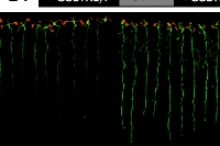 SULTR2;1の遺伝子下流域をもつ植物（左）ともたない植物（右）を硫酸イオンを十分含む培地（+S）または不足した培地（-S）で育てた。遺伝子下流域をもつ植物では、遺伝子発現を示すGFPの蓄積が増している（九州大学の発表資料より）