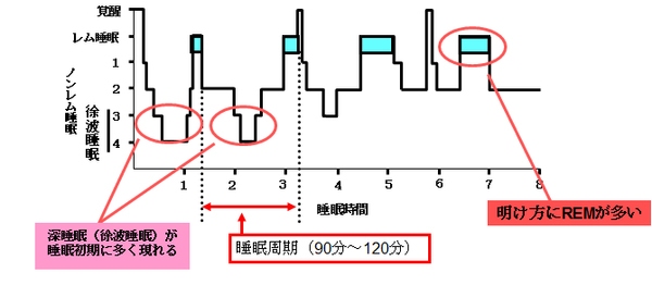 一晩の睡眠パターンを示す図。Stage1-4のノンレム睡眠は脳を休息させる睡眠で眠りの20-25%を占め、特にstage3-4の徐波睡眠は熟眠感が得られる質の高い睡眠といわれている。一方、レム睡眠を睡眠の75-80%を占め、体を休息させる睡眠といわれている。徐波睡眠の役割として、脳の休息以外に交感神経活動の低下とともに副交感神経活動の上昇が見られ、夜間の血圧低下や血糖コントロールの改善が起きるといわれている。（大阪市立大の発表資料より）