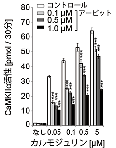 アービットがCaMKIIα活性に与える効果を示す図。今回の研究では、試験管内で精製したアービットと、CaMKIIα、カルモジュリンなどを用いてアービットがCaMKIIαの活性に及ぼす効果を検証した。CaMKIIαの活性化因子であるカルモジュリンの添加量に応じてCaMKIIα活性は上昇するが、どのカルモジュリン濃度においても、アービット添加量に応じてCaMKIIα活性が著しく抑制された（理化学研究所の発表資料より）