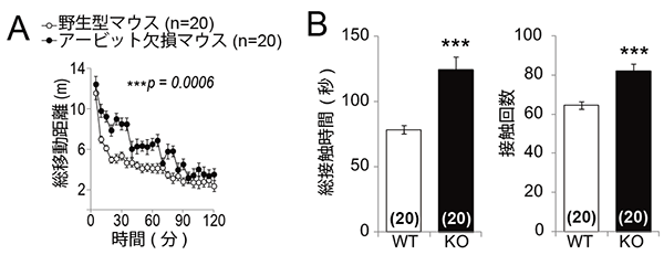 アービット欠損マウスの行動解析結果を示す図。A：オープンフィールド（40×40×30cm、新規環境)にマウスを単体で導入した際の総移動距離。アービット欠損マウスは顕著に移動距離の増加がみられた。B：オープンフィールド（40×40×30cm、新規環境)に2匹のマウスを導入した際の接触時間および接触回数。アービット欠損マウス（KO）は接触時間と接触回数の増加がみられた。WTは野生型マウス（理化学研究所の発表資料より）