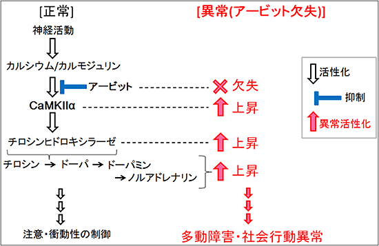 アービットが欠失することでCaMKIIαが異常活性化し、連鎖的にチロシンヒドロキシラーゼの異常活性化が起きる。その結果、ドーパミンやノルアドレナリンの生産量が増え、多動障害や過剰接触行動が起こると示唆された（理化学研究所の発表資料より）