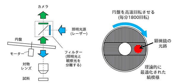 オリンパスと理化学研究所が開発したスピニングディスク超解像顕微鏡法の模式図（オリンパスの発表資料より）