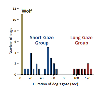 イヌの飼い主を見つめる時間のヒストグラム（交流の最初の５分間）。イヌは飼い主をよく見つめる群とあまり見ない群に分かれた（麻布大の発表資料より）