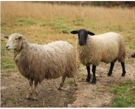 「ソフトバンク鳥取米子ソーラーパーク」で羊とヤギによる除草試験を4月18日から開始する。写真は羊。（SBエナジーなどの発表資料より）