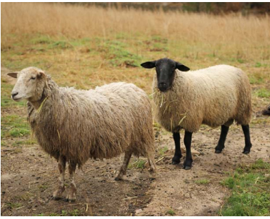 「ソフトバンク鳥取米子ソーラーパーク」で羊とヤギによる除草試験を4月18日から開始する。写真は羊。（SBエナジーなどの発表資料より）