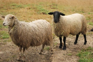 「ソフトバンク鳥取米子ソーラーパーク」で羊とヤギによる除草試験を4月18日から開始する。写真は羊。（SBエナジーなどの発表資料より）