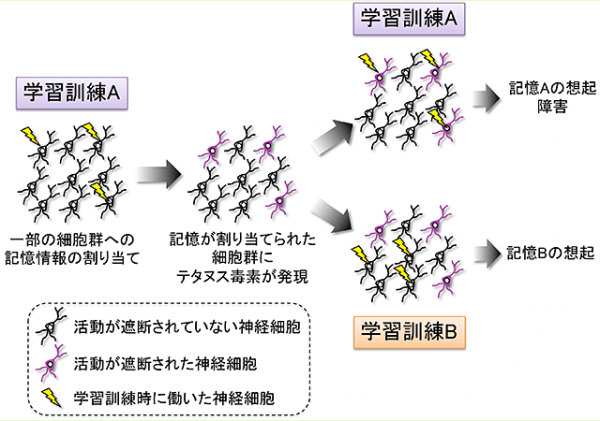 今回の研究結果の概要を示す図。学習によって脳内の一部の神経細胞群に記憶情報が割り当てられる。遺伝子改変マウスでは、それらの細胞にテタヌス毒素が発現し、神経活動が遮断される（紫色の細胞）。再学習訓練を行っても、遺伝子改変マウスはその記憶を獲得して思い出すことができなかったことから、再学習の際にも同じ神経細胞群が使われる仕組みが存在すると考えられる。一方で、異なる学習訓練Bにより、遺伝子改変マウスは記憶を獲得して想起することができたことから、学習訓練Aとは異なる細胞群が使われたと考えられる（大阪大学の発表資料より）