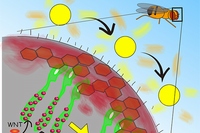 ショウジョウバエの複眼に3日間光を当てると、WNTという分泌タンパク質が減少することにより視神経細胞のシナプスの数が減少することが分かった。（作図：鈴木崇之）（東京工業大学の発表資料より）