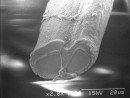 眉糸の断面（顕微鏡写真）。中央が絹糸の「フィブロイン」、周りを覆っているのが「セリシン」
（写真：高島屋の発表資料より）