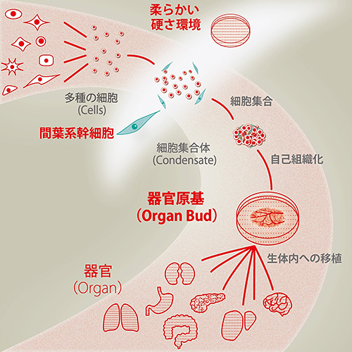 今回の研究の概要を示す図（横浜市立大学などの発表資料より）