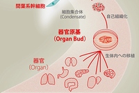 今回の研究の概要を示す図（横浜市立大学などの発表資料より）