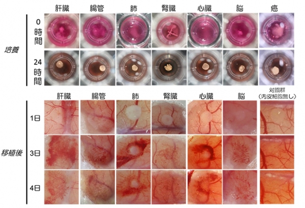 今回の研究ではさまざまな器官原基創出への応用に成功した。（横浜市立大学などの発表資料より）