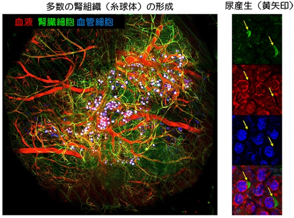 今回の研究では機能的な腎組織の形成が確認された。（横浜市立大学などの発表資料より）