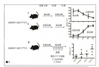 アトピー性皮膚炎マウスの群別での治癒経過（慶応大の発表資料より）