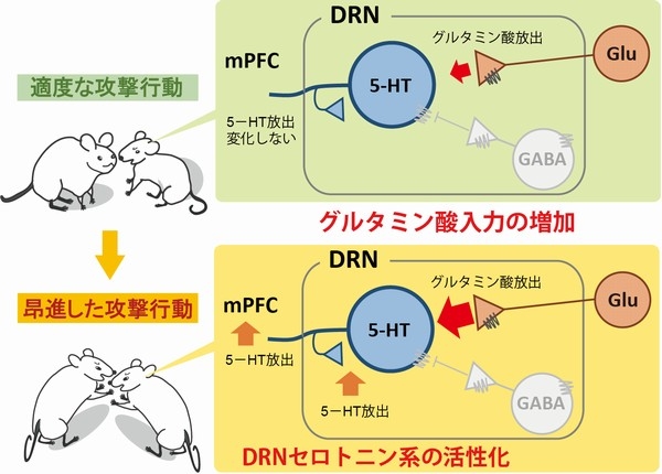 雄マウスが攻撃行動を示している最中に、背側縫線核（DRN）へのグルタミン酸（Glu）入力が増加する。しかし、攻撃行動が適度なレベルのときには、内側前頭前野（mPFC）でのセロトニン（5-HT）の放出量は変化しない。一方、雄マウスの攻撃行動が高ぶる（昂進した攻撃行動を示す）と、DRNのグルタミン酸入力がさらに増加し、それに応じてセロトニンの放出も増加する。（筑波大学の発表資料より）