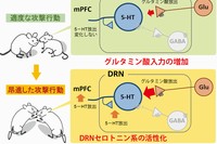 雄マウスが攻撃行動を示している最中に、背側縫線核（DRN）へのグルタミン酸（Glu）入力が増加する。しかし、攻撃行動が適度なレベルのときには、内側前頭前野（mPFC）でのセロトニン（5-HT）の放出量は変化しない。一方、雄マウスの攻撃行動が高ぶる（昂進した攻撃行動を示す）と、DRNのグルタミン酸入力がさらに増加し、それに応じてセロトニンの放出も増加する。（筑波大学の発表資料より）