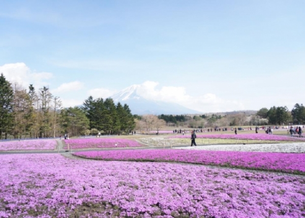 『2015富士芝桜まつり』（富士急行発表資料より）