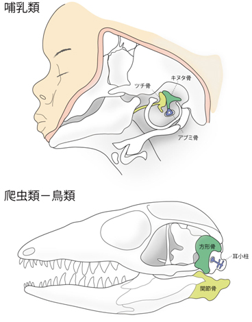 理研 哺乳類と爬虫類 鳥類は 異なるメカニズムで鼓膜を獲得したことを明らかに 財経新聞