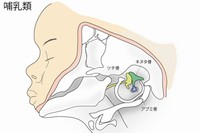 哺乳類（ヒト胎児）と爬虫類-鳥類（トカゲ）の中耳の構造を示す図。哺乳類はツチ骨(黄)、キヌタ骨(緑)、アブミ骨(青)の3つの中耳骨を有するが、爬虫類-鳥類にはアブミ骨に相当する骨要素（耳小柱）しか存在しない。哺乳類の他の2つの骨要素は、祖先動物において顎の関節を構成していた関節骨と方形骨から進化した。一方、爬虫類-鳥類では、顎の関節は祖先動物から大きく変化しておらず、関節骨(黄)と方形骨(緑)の間にある。（理化学研究所の発表資料より）