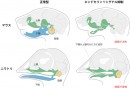 哺乳類（ヒト胎児）と爬虫類-鳥類（トカゲ）の正常型(左)と実験操作を施した(右)マウスとニワトリ。実験操作により胚発生時のエンドセリン1シグナル伝達を抑制したマウスとニワトリでは、ともに、本来は下顎の骨要素(青色)が占める位置に上顎の骨要素(緑色)が形成される。一方、この実験操作は鼓膜に対してはマウスとニワトリでは正反対の影響を及ぼし、マウスでは鼓膜がなくなり、ニワトリでは鼓膜が上下に重複した。（理化学研究所の発表資料より）