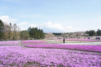 『2015富士芝桜まつり』（富士急行発表資料より）