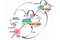 二重鎖切断に遭遇した転写はストップし、修復蛋白が呼び寄せられる。 （東北大学の発表資料より）